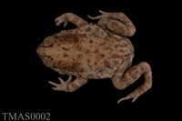 藏品(黑眶蟾蜍)的圖片